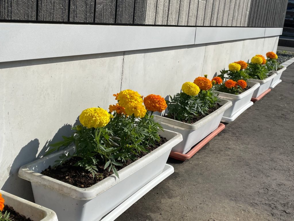 マリーゴールド-1